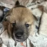四国犬