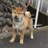 四国犬