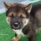 四国犬