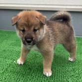 四国犬