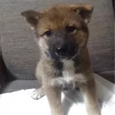 四国犬