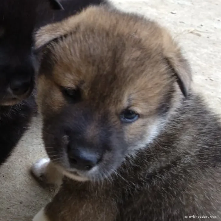 ID：2310-03142の子犬