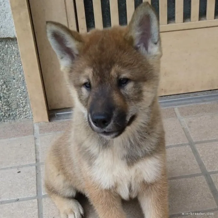 ID：2305-00321の子犬