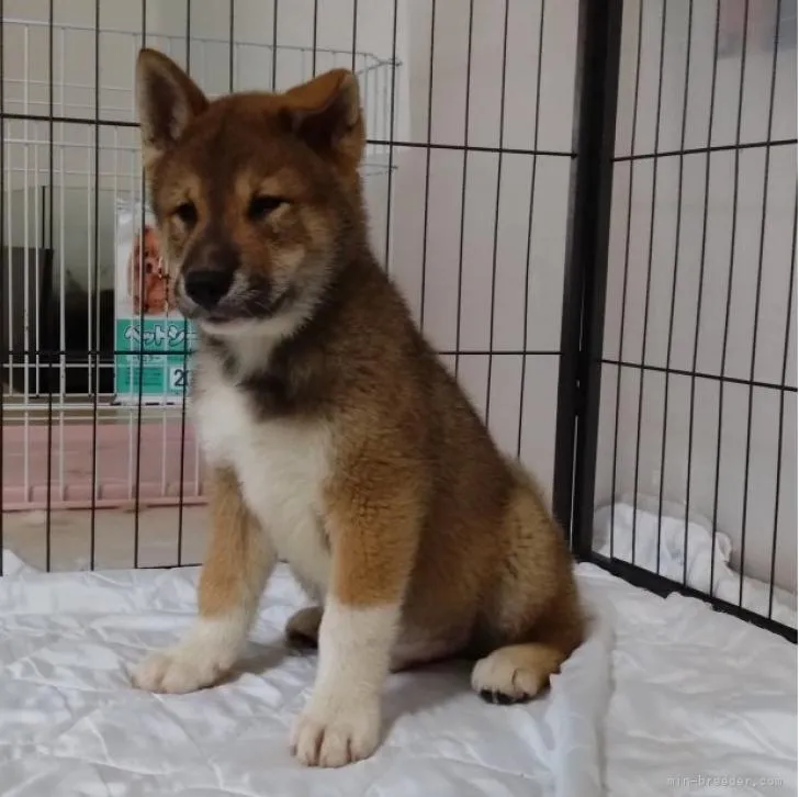 ID:2209-01606の子犬