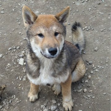 四国犬【京都府・男の子・2023年10月5日・胡麻】の写真「希少！四国犬の男の子」