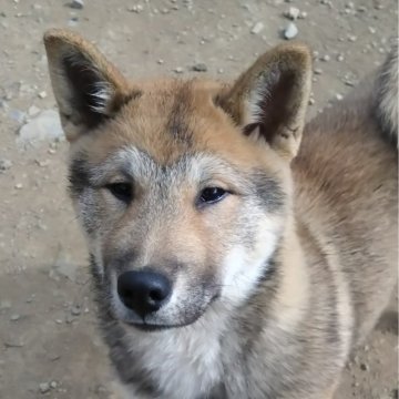 四国犬【京都府・男の子・2023年9月29日・胡麻】の写真「切れ長の目元が魅力の男の子！」