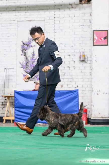 犬舎ドッグラン｜袁　野俊秋(えん　やしゅんしゅう)ブリーダー(埼玉県・ゴールデンレトリバーなど・JKC登録)の紹介写真10