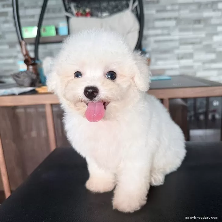 M.M 様のお迎えした子犬