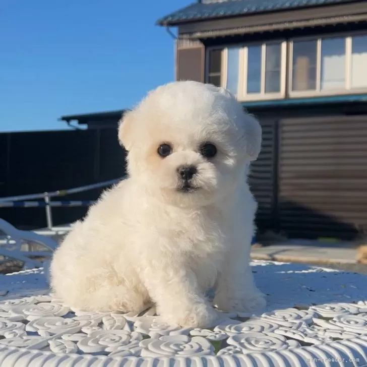 ID:2501-03301の子犬