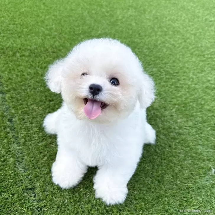 みぃ 様のお迎えした子犬