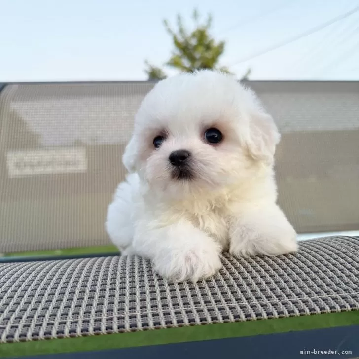 S.Y 様のお迎えした子犬