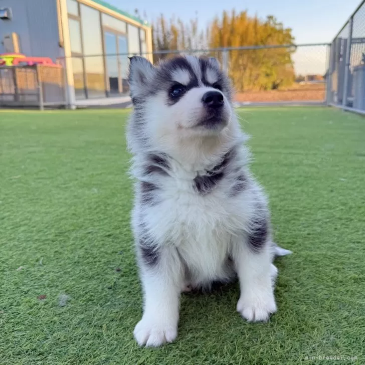 ID：2504-03417の子犬
