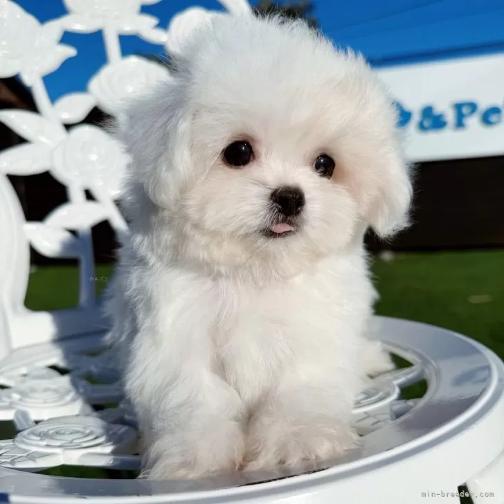 ID：2411-01858の子犬