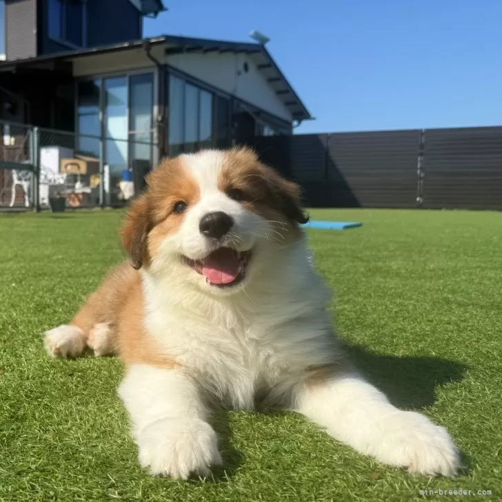 ID:2503-02692の子犬
