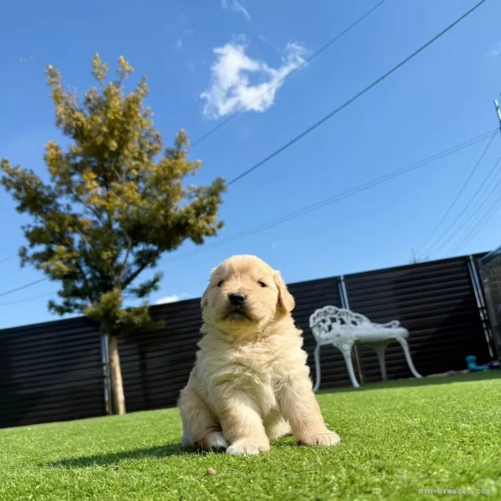 ID:2502-02705の子犬