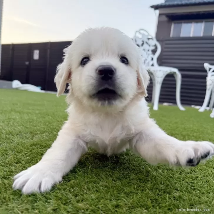 ID：2509-02470の子犬