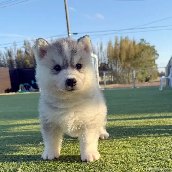 ID:2504-01626の子犬