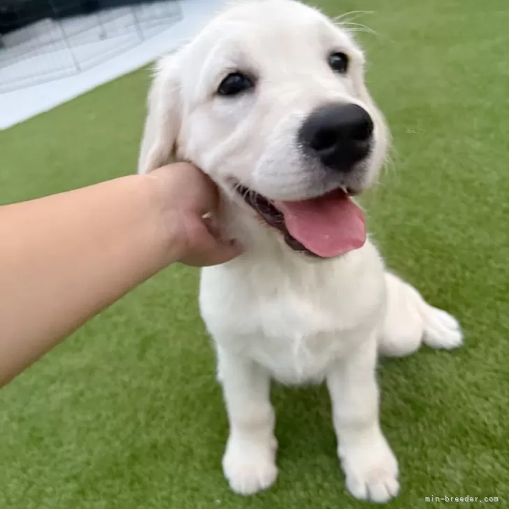 カズ 様のお迎えした子犬