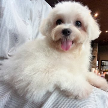 ビションフリーゼ【埼玉県・男の子・2025年4月28日・ホワイト】の写真「丈夫で飼いやすい、人が大好きな甘えん坊🐾」
