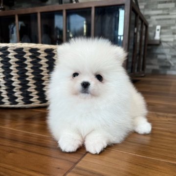 ポメラニアン【埼玉県・男の子・2025年10月1日・ホワイト】の写真「ぬいぐるみみたいな丸顔ふわふわ甘えん坊です🥰」