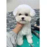 ビションフリーゼ【埼玉県・男の子・2024年7月21日・ホワイト】の写真1「全身のトリミングはすでに完了しており、毛量については動画をご参照ください🎥」