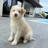 ボーダーコリー