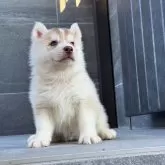 シベリアンハスキー
