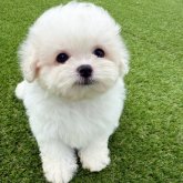 ビションフリーゼ