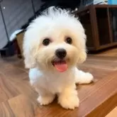 ビションフリーゼ