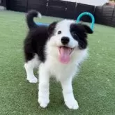 ボーダーコリー