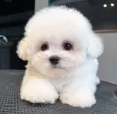 ビションフリーゼ