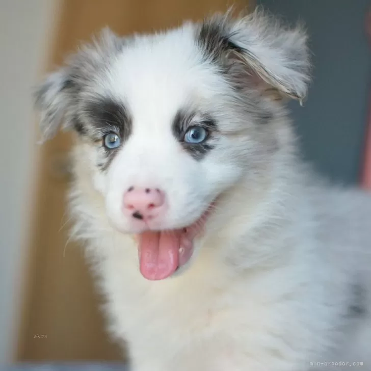 ID:2405-05186の子犬