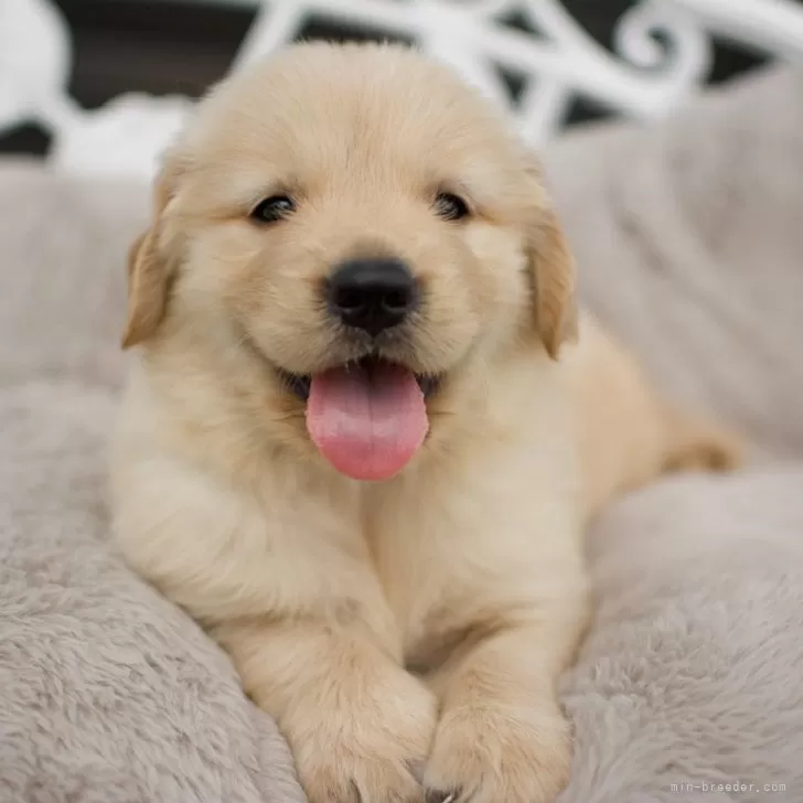 匿名希望 様のお迎えした子犬