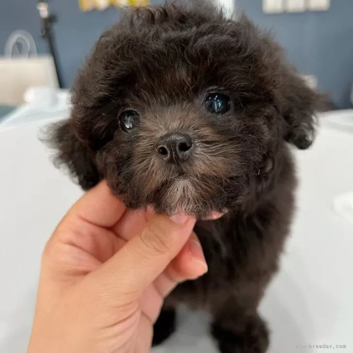 ID:2403-04558の子犬
