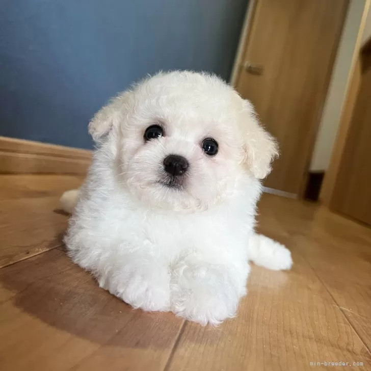 ID：2405-04203の子犬