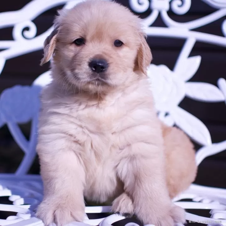 ID:2401-06766の子犬