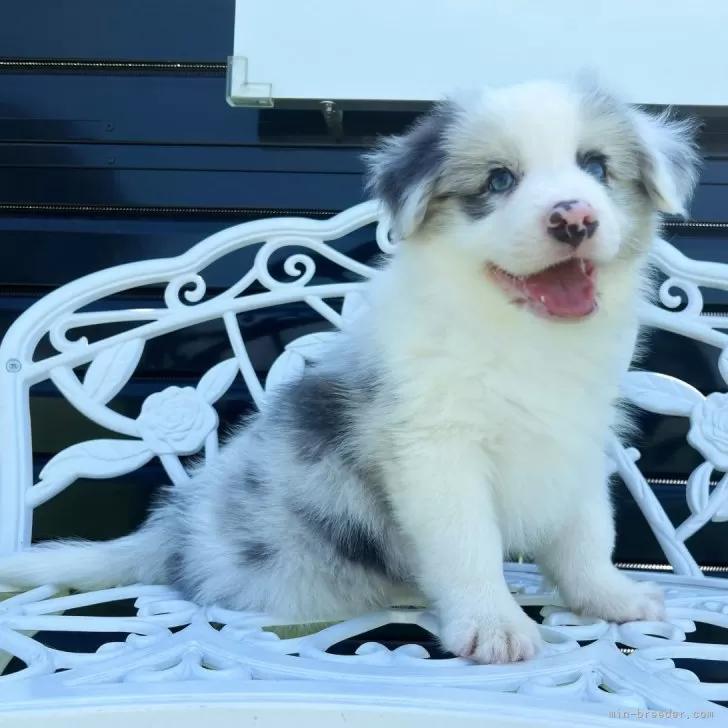 ID:2405-01276の子犬