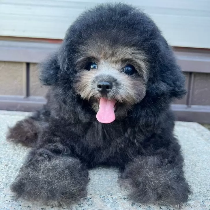 ID:2408-01836の子犬