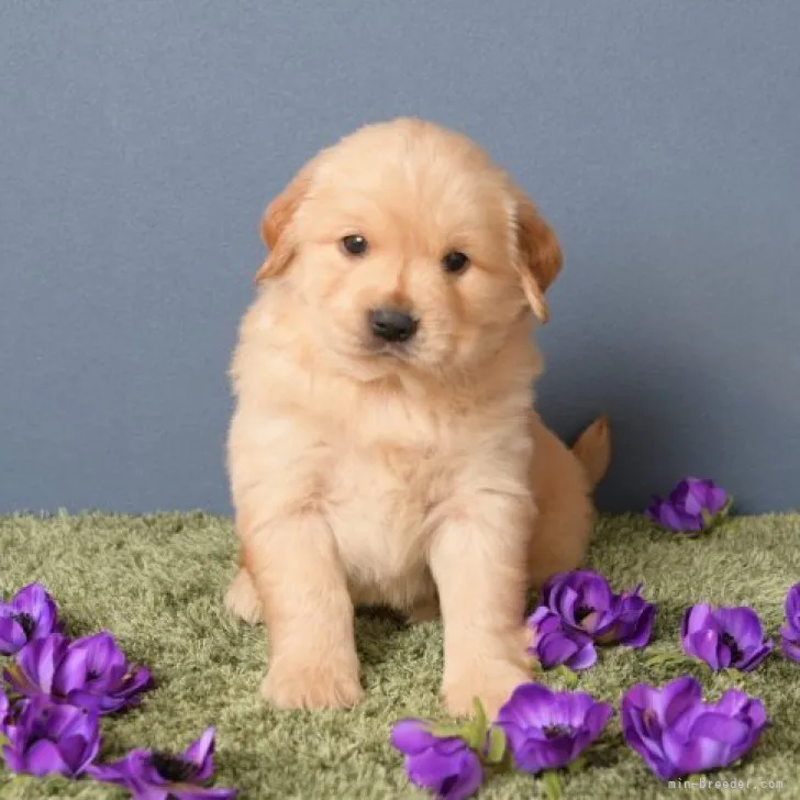 ID:2302-04511の子犬