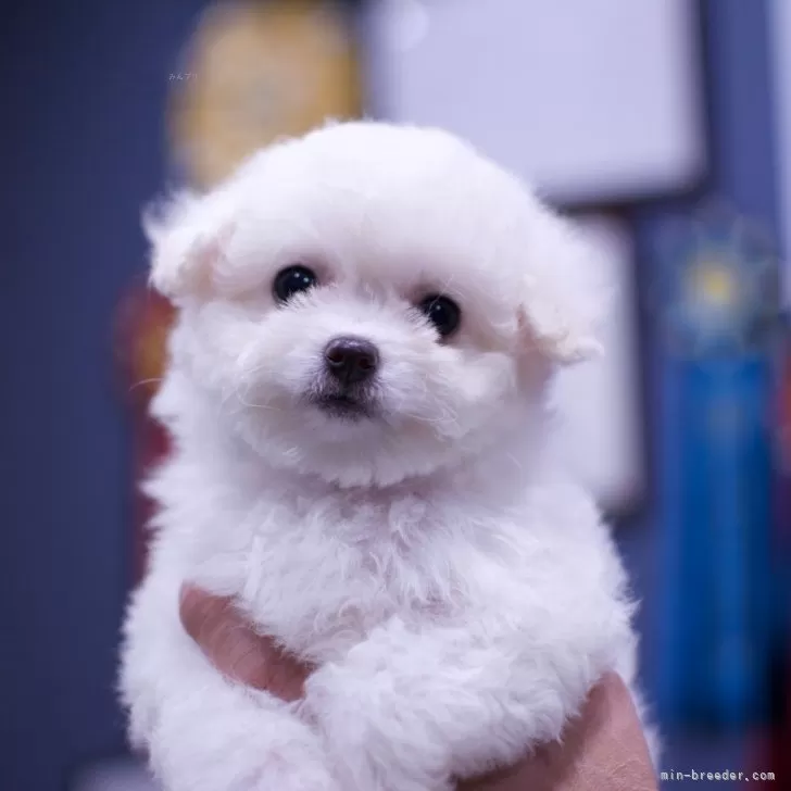 ID:2403-00788の子犬