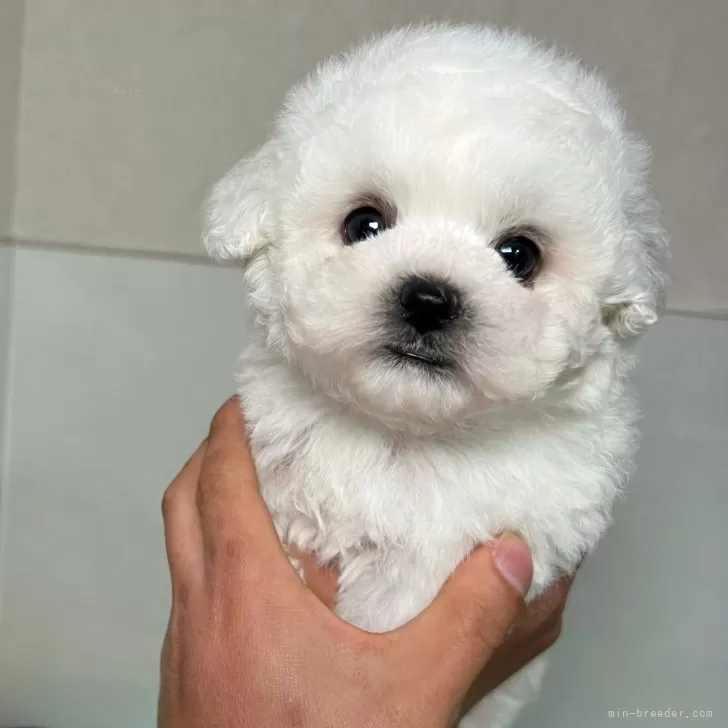 ID:2402-03228の子犬