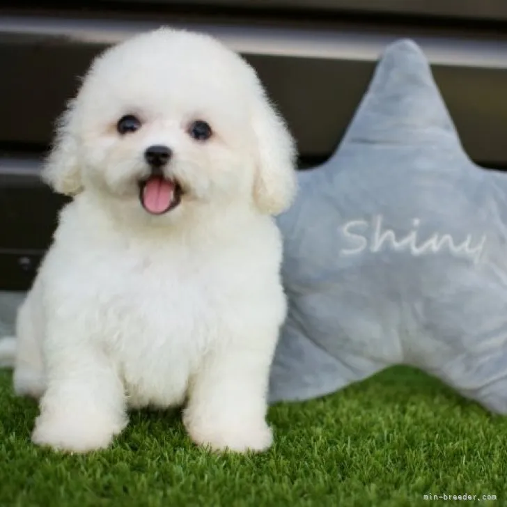 ID：2308-02340の子犬