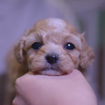 トイプードル(ティーカップ)【埼玉県・女の子・2022年12月10日・カフェオレ】の写真「マイクロサイズ♡珍しい色の童顔、分割払い可能♪」