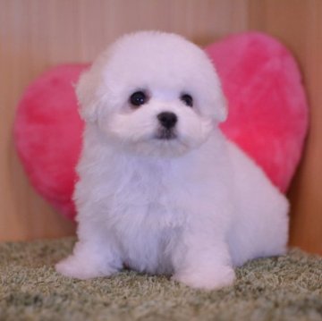 ビションフリーゼ【埼玉県・男の子・2023年4月2日・ホワイト】の写真「短鼻、爆毛、短足の子♥️ぜひビデオご覧ください」