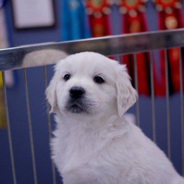 ゴールデンレトリバー【埼玉県・女の子・2023年12月25日・クリーム】の写真「純粋イギリスゴールデン🇬🇧日本にないクオリティ!」