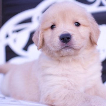 ゴールデンレトリバー【埼玉県・男の子・2023年10月26日・ゴールド】の写真「今年いっぱいまで表示価格より15%off❗️」