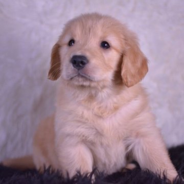 ゴールデンレトリバー【埼玉県・男の子・2023年3月15日・ゴールド】の写真「バランスが良く､優しく🥰いい血統の子。分割払いok」