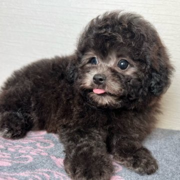 トイプードル(ティーカップ)【埼玉県・男の子・2023年11月28日・シルバー】の写真「両親外産､毛量毛質バッチリ､目も大きいキラキラ子」