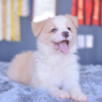 ボーダーコリー【埼玉県・男の子・2024年6月17日・レッド&ホワイト】の写真「完壁なハチワリ、大きい骨量の子💕非常に甘えん坊」