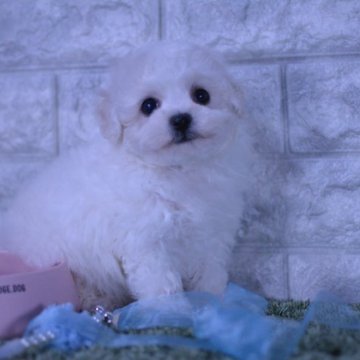 ビションフリーゼ【埼玉県・女の子・2023年3月30日・ホワイト】の写真「短鼻、爆毛、短足🥰每日笑顔､甘いベビーベアの女の子」